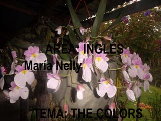 ÁREA: INGLÉS
María Nelly
TEMA: THE COLORS
 