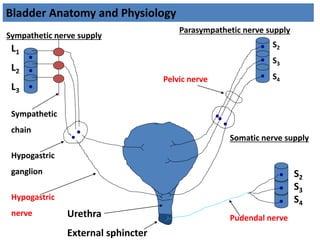 L1
L2
L3
Sympathetic nerve supply
Sympathetic
chain
Hypogastric
ganglion
Hypogastric
nerve Urethra
External sphincter
Parasympathetic nerve supply
S2
S3
S4
S2
S3
S4
Pelvic nerve
Pudendal nerve
Somatic nerve supply
Bladder Anatomy and Physiology
 