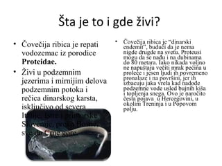 Čovečja ribica | PPT