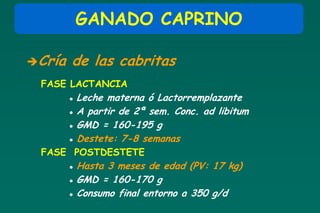GANADO CAPRINO

Cría   de las cabritas
 FASE LACTANCIA
           Leche materna ó Lactorremplazante
           A partir de 2ª sem. Conc. ad libitum
           GMD = 160-195 g
           Destete: 7-8 semanas
 FASE POSTDESTETE
           Hasta 3 meses de edad (PV: 17 kg)
           GMD = 160-170 g
           Consumo final entorno a 350 g/d
 