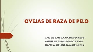 OVEJAS DE RAZA DE PELO
ANGGIE DANIELA GARCIA CAICEDO
CRISTHIAN ANDRES GARCIA SOTO
NATALIA ALEJANDRA MALES MEJIA
 