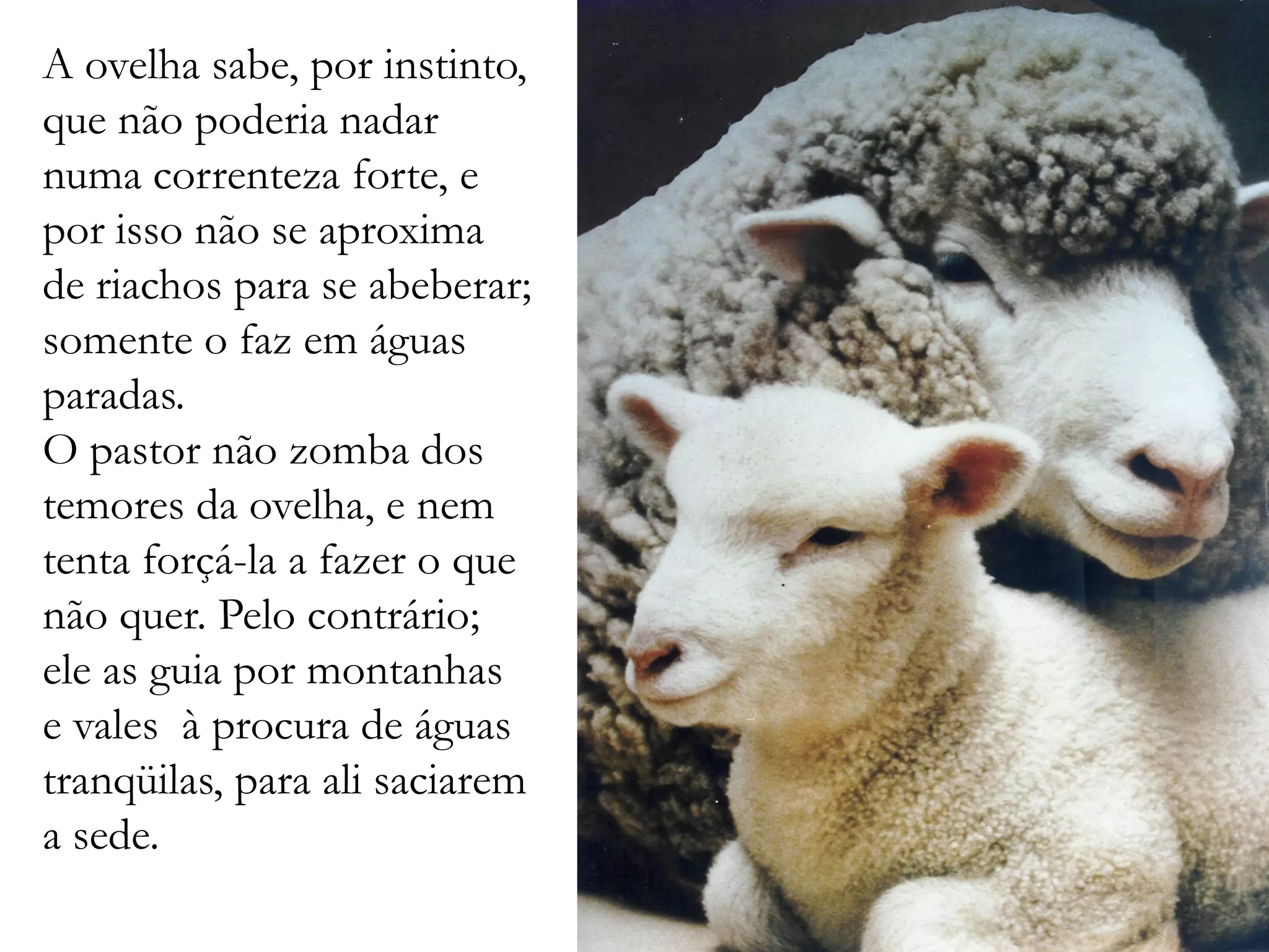 A ovelha sabe, por instinto,
que não poderia nadar
numa correnteza forte, e
por isso não se aproxima
de riachos para se abeberar;
somente o faz em águas
paradas.
O pastor não zomba dos
temores da ovelha, e nem
tenta forçá-la a fazer o que
não quer. Pelo contrário;
ele as guia por montanhas
e vales à procura de águas
tranqüilas, para ali saciarem
a sede.