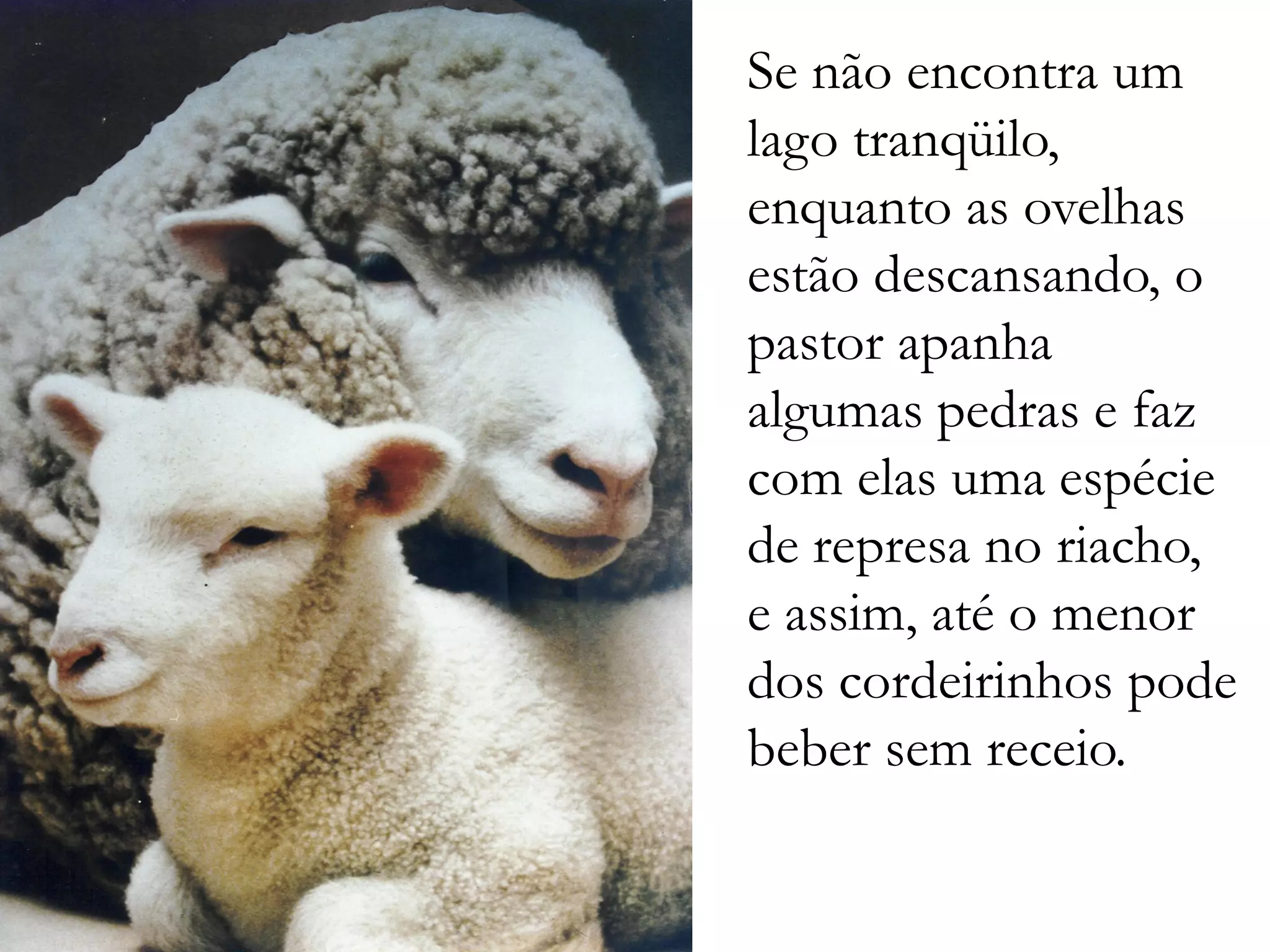 Se não encontra um
lago tranqüilo,
enquanto as ovelhas
estão descansando, o
pastor apanha
algumas pedras e faz
com elas uma espécie
de represa no riacho,
e assim, até o menor
dos cordeirinhos pode
beber sem receio.