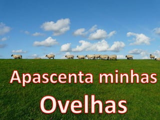 Apascenta Ovelhas