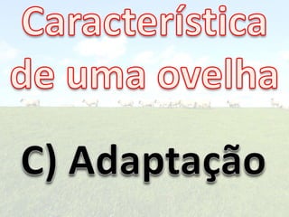Apascenta Ovelhas