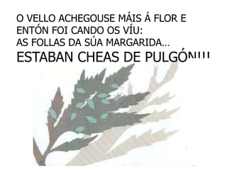 O VELLO ACHEGOUSE MÁIS Á FLOR E
ENTÓN FOI CANDO OS VÍU:
AS FOLLAS DA SÚA MARGARIDA…
ESTABAN CHEAS DE PULGÓN!!!
 
