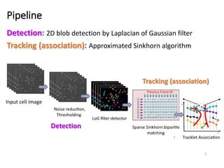 Pipeline
5
Detection: 2D blob detection by Laplacian of Gaussian filter
Tracking (association): Approximated Sinkhorn algorithm
Tracking (association)
Detection
Input cell image
 