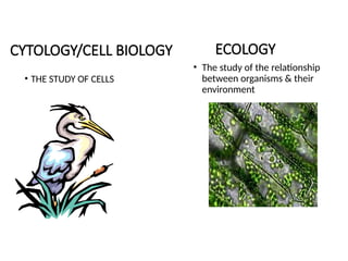 CYTOLOGY/CELL BIOLOGY
• THE STUDY OF CELLS
ECOLOGY
• The study of the relationship
between organisms & their
environment
 