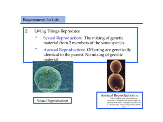 2. Living Things Reproduce
• Sexual Reproduction: The mixing of genetic
material from 2 members of the same species
• Asexual Reproduction: Offspring are genetically
identical to the parent. No mixing of genetic
material.
Requirements for Life
Sexual Reproduction
Asexual Reproduction (The
bakers budding yeast, Saccharomyces
cerevisiae, is a haploid oval-shaped single cell
organism from which a daughter cell grows out
as a bud from the surface of a parental (mother)
cell.)
 