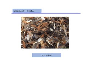 Specimen #1: Feather
Is It Alive?
 