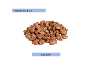 Specimen #3: Bean
Is It Alive?
 