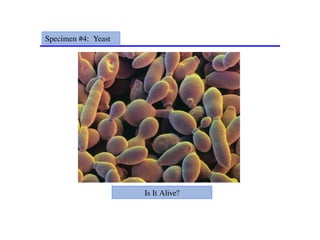 Specimen #4: Yeast
Is It Alive?
 