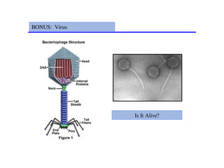 BONUS: Virus
Is It Alive?
 