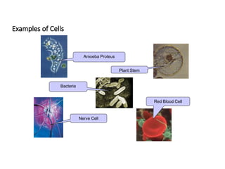 Examples of Cells
Amoeba Proteus
Plant Stem
Red Blood Cell
Nerve Cell
Bacteria
 