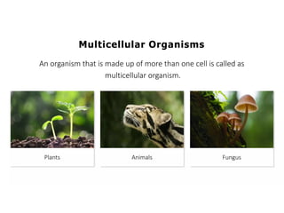 Overall Natural Science-1.pptxjsjsbaksnsbksjsbsjs