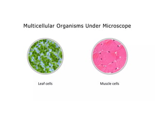 Overall Natural Science-1.pptxjsjsbaksnsbksjsbsjs