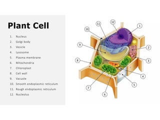 Overall Natural Science-1.pptxjsjsbaksnsbksjsbsjs