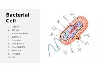 Overall Natural Science-1.pptxjsjsbaksnsbksjsbsjs