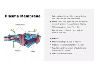 Overall Natural Science-1.pptxjsjsbaksnsbksjsbsjs