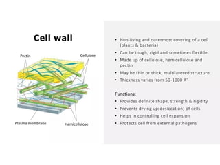 Overall Natural Science-1.pptxjsjsbaksnsbksjsbsjs