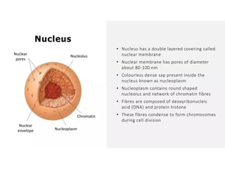 Overall Natural Science-1.pptxjsjsbaksnsbksjsbsjs