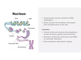 Overall Natural Science-1.pptxjsjsbaksnsbksjsbsjs