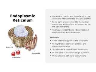 Overall Natural Science-1.pptxjsjsbaksnsbksjsbsjs