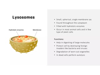 Overall Natural Science-1.pptxjsjsbaksnsbksjsbsjs
