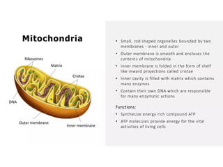 Overall Natural Science-1.pptxjsjsbaksnsbksjsbsjs