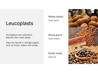 Overall Natural Science-1.pptxjsjsbaksnsbksjsbsjs