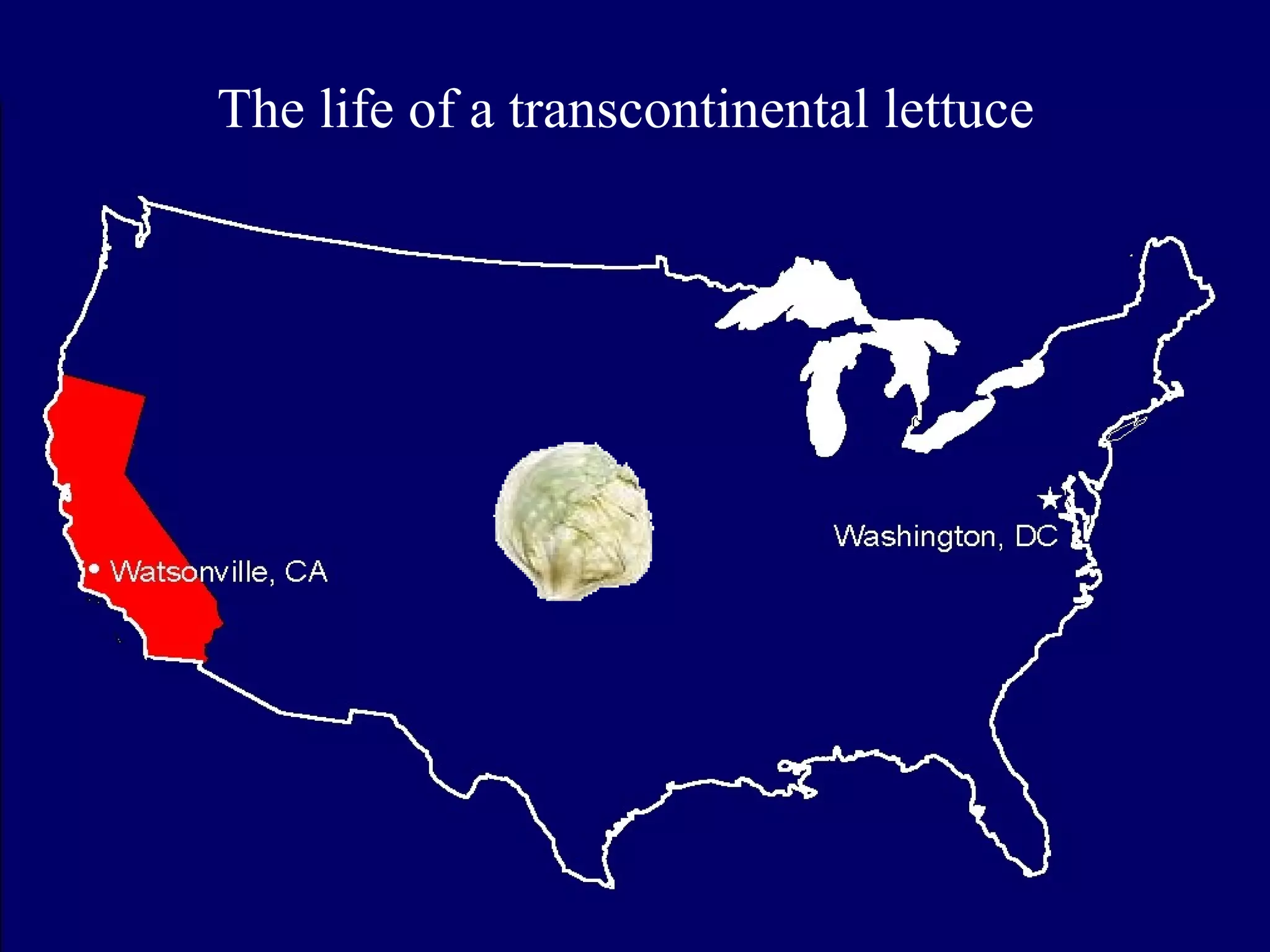 The life of a transcontinental lettuce
 