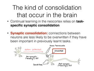 The kind of consolidation
that occur in the brain
• Continual learning in the neocortex relies on task-
speciﬁc synaptic consolidation
• Synaptic consolidation: connections between
neurons are less likely to be overwritten if they have
been important in previously learnt tasks.
 
