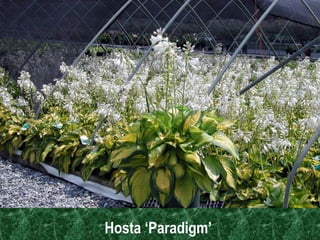 Hosta ‘Paradigm’  