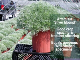 Artemisia  ‘ Silver Mound’  Good crop spacing & frequent shearing  Equals gorgeous  Well-shaped specimens  