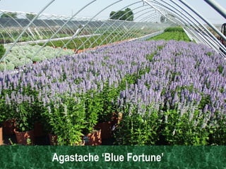 Agastache ‘Blue Fortune’   