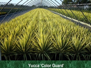 Yucca ‘Color Guard’   
