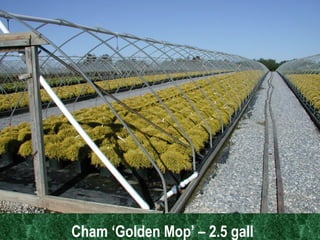 Cham ‘Golden Mop’ – 2.5 gall   