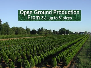 Open Ground Production From  3½’ up to 8’ sizes 