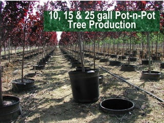 10, 15 & 25 gall Pot-n-Pot Tree Production 