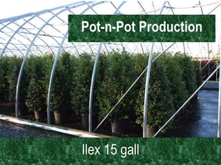 Pot-n-Pot Production Ilex 15 gall 
