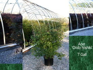 Jap Maple  7 & 10 gall  Production Acer ‘Bloodgood’ - 7 gall   Acer  ‘Orido Nishiki’ 7 Gall 
