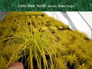 Ornamental Grasses & Sedges  Shipped Market Ready – in Season For Quick Resale – Maximum Retail Turns   Carex elata ‘Aurea’   ( Bowles Golden Sedge) 