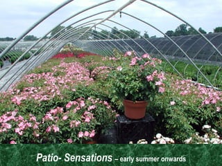 Patio- Sensations   – early summer onwards 