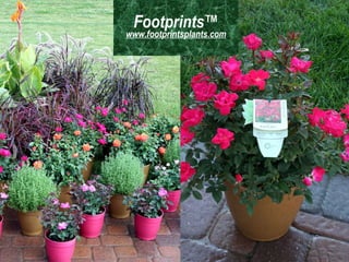 Footprints™ www.footprintsplants.com 