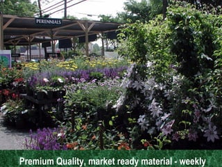 Premium Quality, market ready material - weekly   