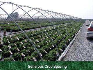 Generous Crop Spacing 