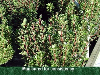 Manicured for consistency  