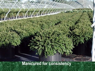 Manicured for consistency  