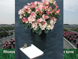 Rhodos - Shipped Market Ready, for fast turns  