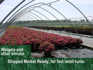 Weigela ‘Minuet’ Weigela and other shrubs  Shipped Market Ready, for fast retail turns  